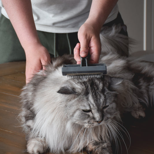 Tips for Keeping Your Pet Cleaned and Groomed