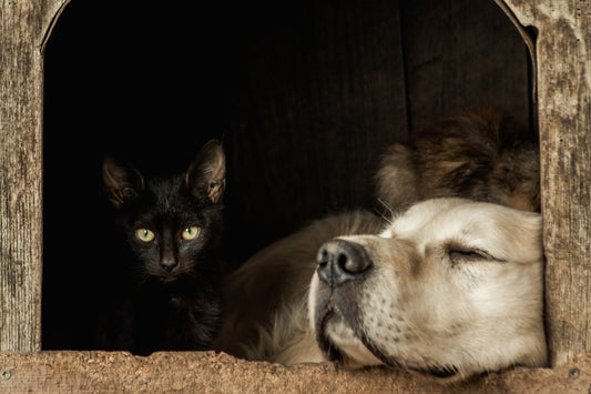 The Importance of Cat and Dog Beds: A Haven for Our Furry Companions