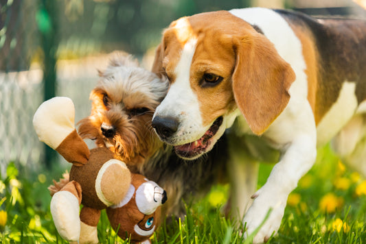 A Detailed Guide to the Best Types of Dog Toys