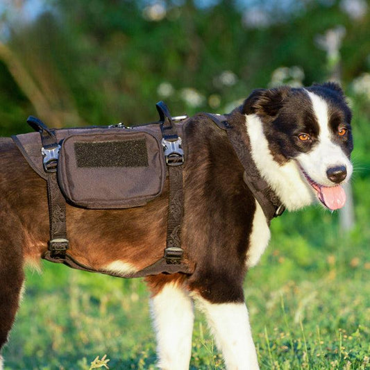 The Importance of Premium Harnesses for Your Dog