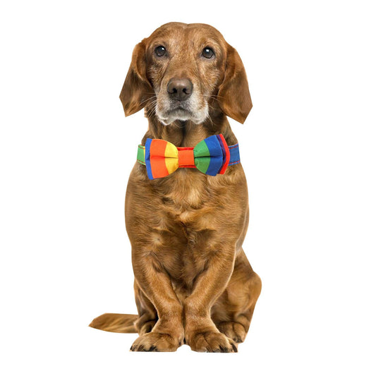 Pet Jewelry Rainbow Pet Collar Cat Dog Traction Bow Tie